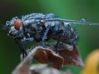 Graue Fleischfliege (Sarcophaga carnaria, auch: Aasfliege)