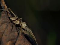 Listspinne (Pisaura mirabilis)