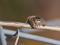 Springspinne