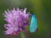 Ampfer-Gr&uuml;nwidderchen (Adscita statices)