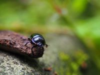 Waldmistk&auml;fer (Anoplotrupes stercorosus)