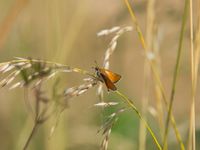 Braunkolbiger Dickkopffalter (Thymelicus sylvestris)