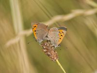 Kleiner Feuerfalter (Lycaena phlaeas)