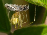 Gew&ouml;hnliche Ovalspinne (Enoplognatha ovata)