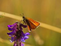 Braunkolbiger Dickkopffalter (Thymelicus sylvestris)