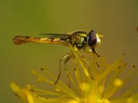 Gew&ouml;hnliche Langbauchschwebfliege (Sphaerophoria scripta)