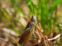 Rotleibiger Grash&uuml;pfer (Omocestus haemorrhoidalis)