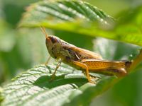 Feldgrashüpfer (Chorthippus apricarius)