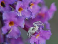 Veränderliche Krabbenspinne (Misumena vatia)