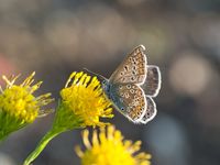 Hauhechel-Bl&auml;uling (Polyommatus icarus)