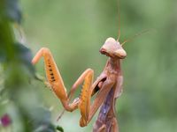 Europ&auml;ische Gottesanbeterin (Mantis Religiosa)