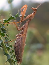 Europ&auml;ische Gottesanbeterin (Mantis Religiosa)