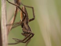 Listspinne (Pisaura mirabilis)