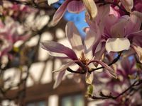 Magnolienbl&uuml;te vorm historischen Rathaus